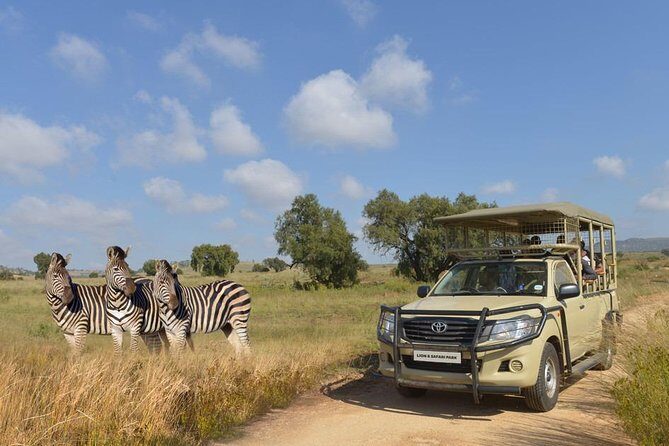 Half Day Lion Park tour from Johannesburg or Pretoria - Authentic Insights from Travelers