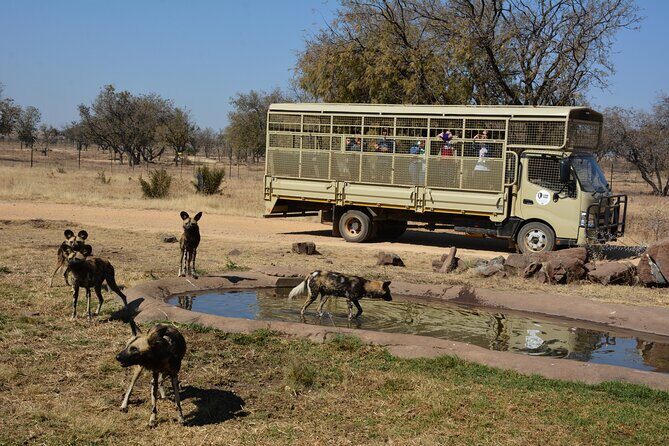 Half Day Lion Park tour from Johannesburg or Pretoria - The Sum Up