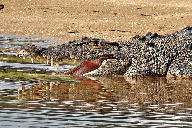 Half Day Low Island and Lagoon Snorkeling from Port Douglas - Who Is This Tour Best For?