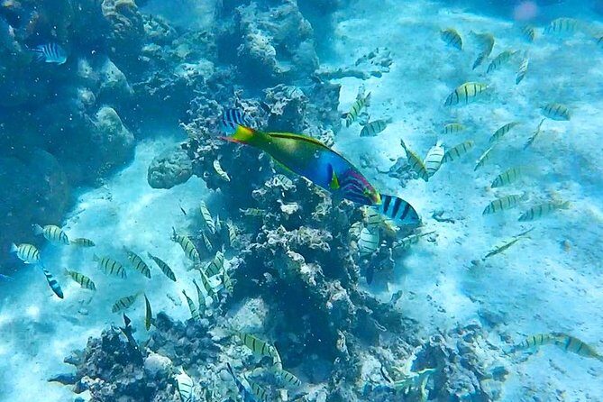 Half-Day Muri Lagoon BBQ Lunch Cruise including Snorkeling - Key Points