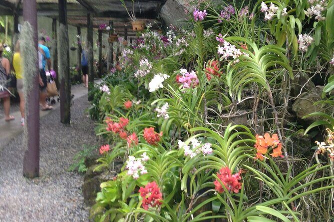 Half Day Nadi Tour incls Sri Siva Temple, Orchid Gardens,Local Village & Markets - A Practical Look at the Half Day Nadi Tour: Sri Siva Temple, Orchid Gardens, Local Village & Markets