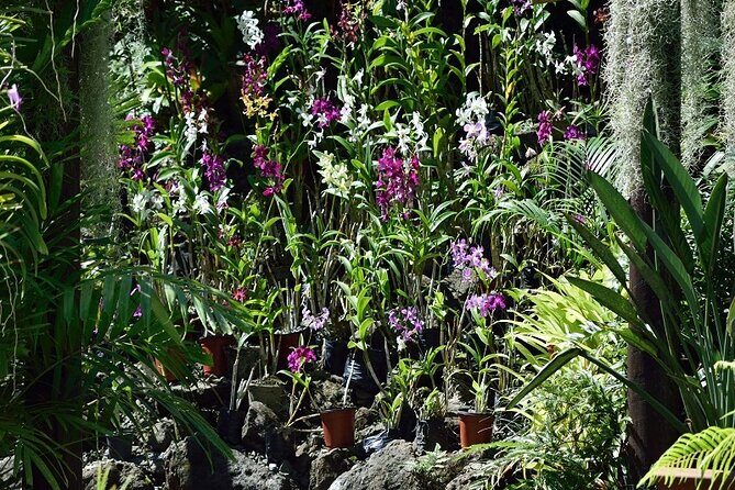Half Day Nadi Tour incls Sri Siva Temple, Orchid Gardens,Local Village & Markets - Frequently Asked Questions