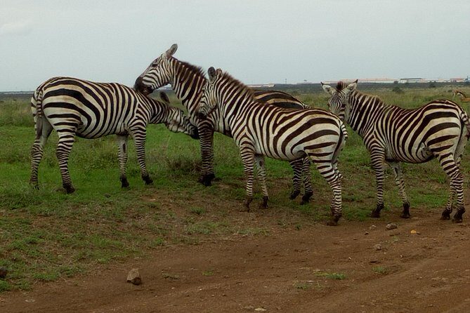 Half Day Nairobi National park - FAQ