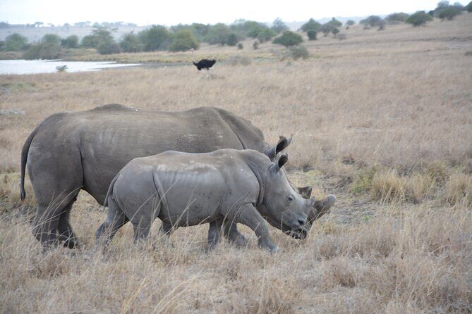 Half-Day Nairobi National Park and Maasai Market with Pick up - A Deep Dive into the Itinerary and Experience
