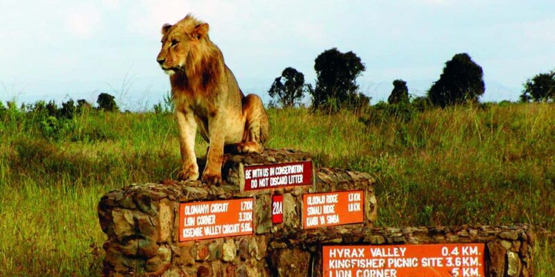 Half-Day Nairobi National Park Early Morning Game Drive - Introduction