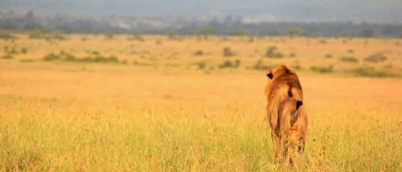 Half-Day Nairobi National Park Early Morning Game Drive - Key Points