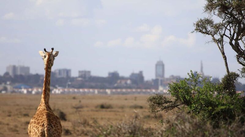 Half-Day Nairobi National Park Early Morning Game Drive - The Practical Details