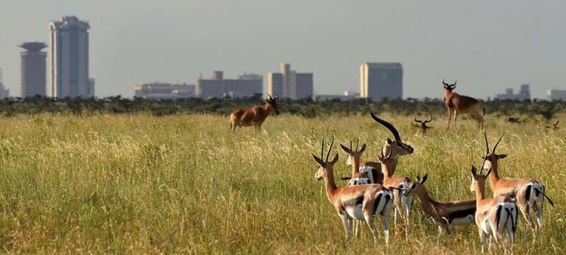 Half-Day Nairobi National Park Early Morning Game Drive - FAQ