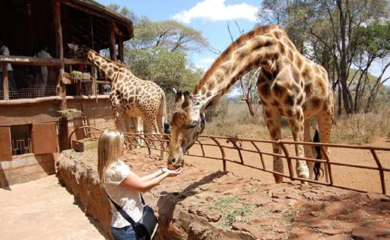 Half Day Nairobi National Park, Karen Blixen, Giraffe Center - Key Points