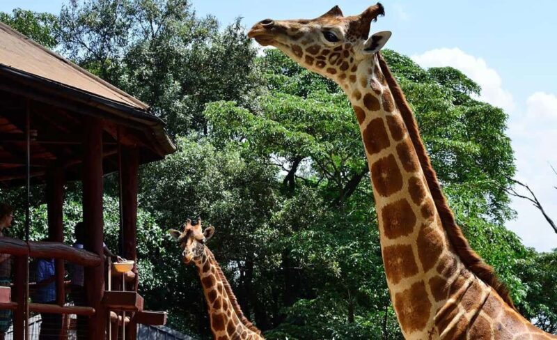 Half Day Nairobi National Park, Karen Blixen, Giraffe Center - A Practical Guide to Your Half-Day Nairobi Adventure