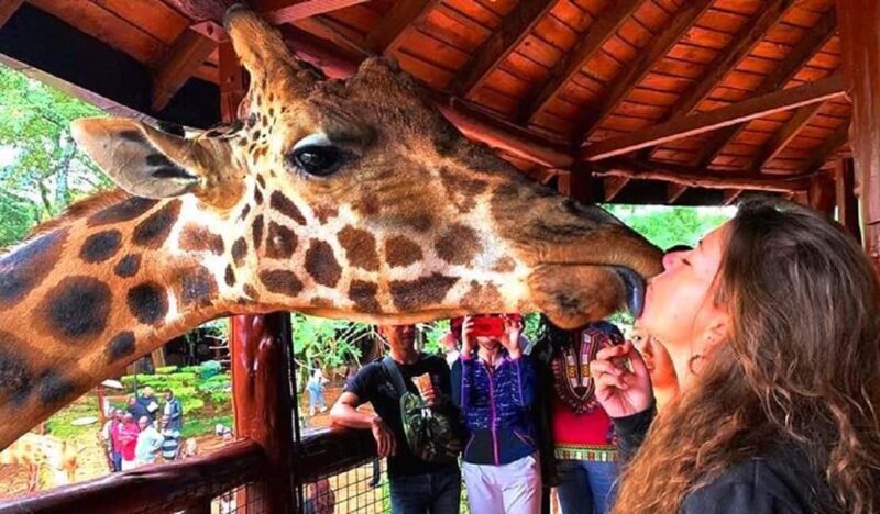Half Day Nairobi National Park, Karen Blixen, Giraffe Center - The Sum Up