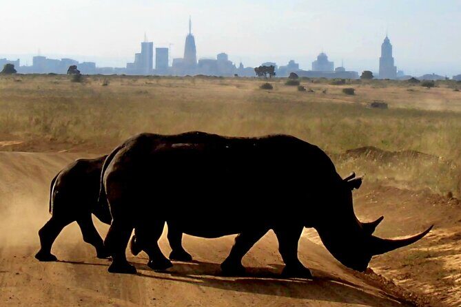 Half-Day Nairobi National Park Private Tour with admission - A Detailed Look at What to Expect