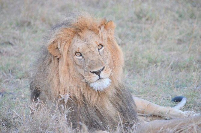 Half-Day Nairobi National Park Safari from Nairobi with Free Pickup - An Honest Look at the Tour