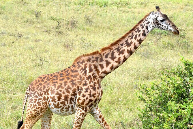 Half day Nairobi National Park Tour & Sheldrick Elephant Nursery - The Itinerary in Detail