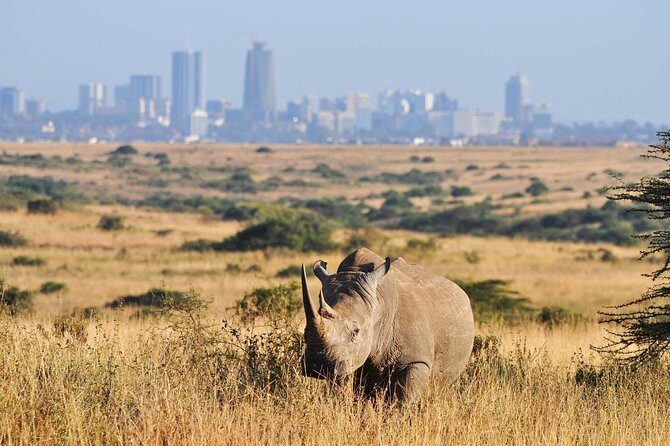 Half day Nairobi National Park Tour & Sheldrick Elephant Nursery - Analyzing the Value and Practicalities
