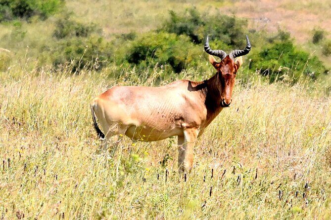 Half day Nairobi National Park Tour & Sheldrick Elephant Nursery - Who Would Love This Tour?