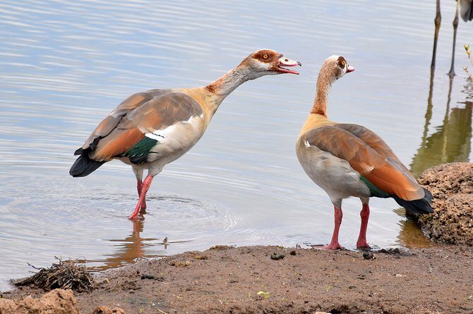 Half day Nairobi National Park Tour & Sheldrick Elephant Nursery - FAQ