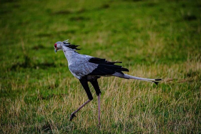 Half day Nairobi National Park with free pick up - Key Points