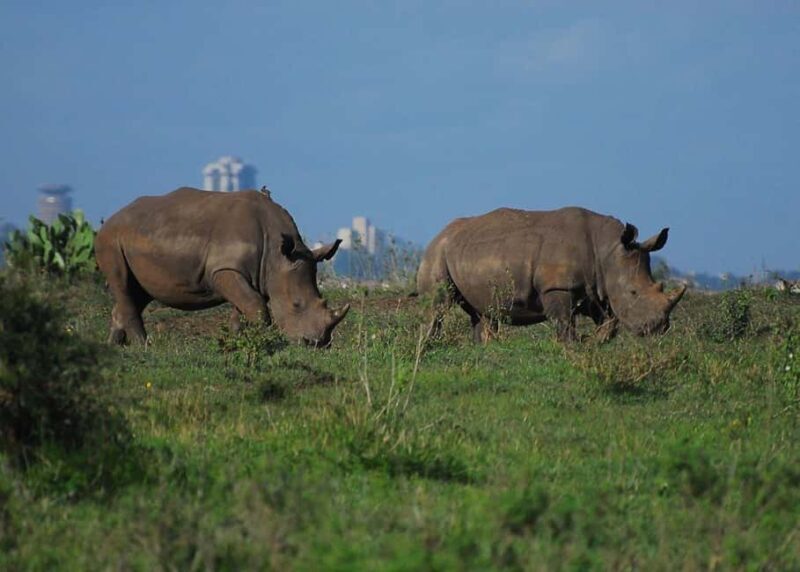 Half day Nairobi National Park with free pick up - Transportation and Group Size