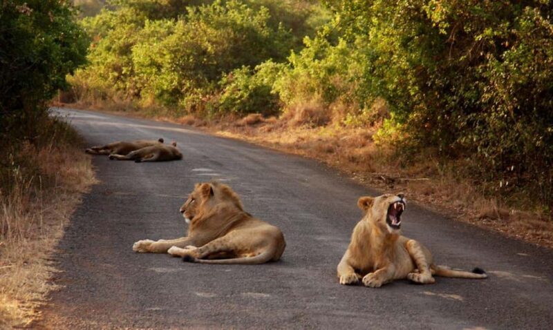 Half day Nairobi National Park with free pick up - The Sum Up