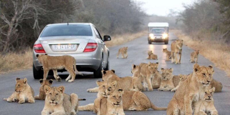 Half Day Natal Lion P & Tala Game Reserve from Durban Safari - The Sum Up