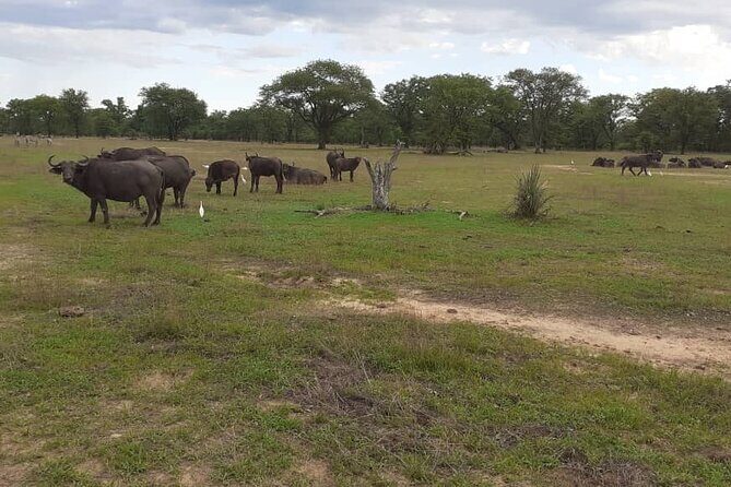 Half-Day Nature Walk in Mosi-oa-Tunya National Park from Livingstone - The Sum Up