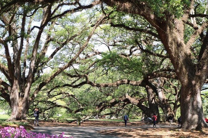 Half-Day Oak Alley Plantation Tour in Vacherie - An In-Depth Look at the Oak Alley Plantation Tour