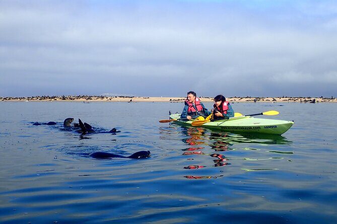 Half Day Original Seal Kayak Adventure, Pelican Point, Walvis Bay - The Kayaking Experience: Gliding Among Seals and Dolphins