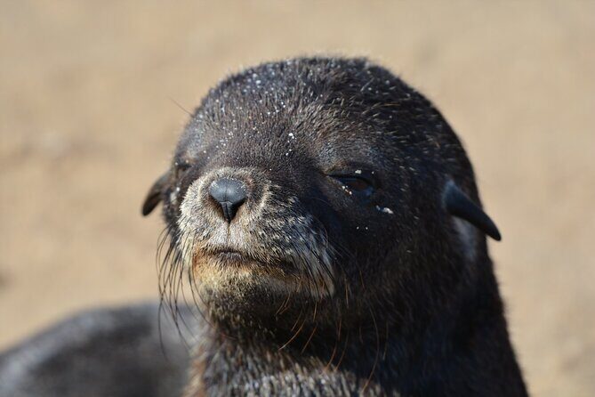Half Day Original Seal Kayak Adventure, Pelican Point, Walvis Bay - Practical Tips for Travelers