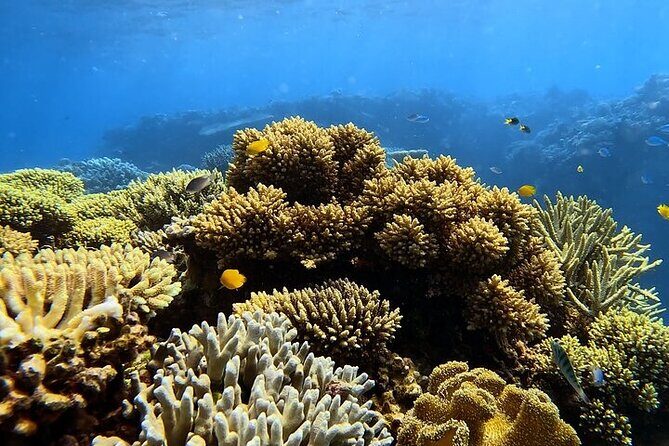 Half Day Outer Reef Snorkelling Tour from Port Douglas - The Sum Up: Why Choose This Tour?