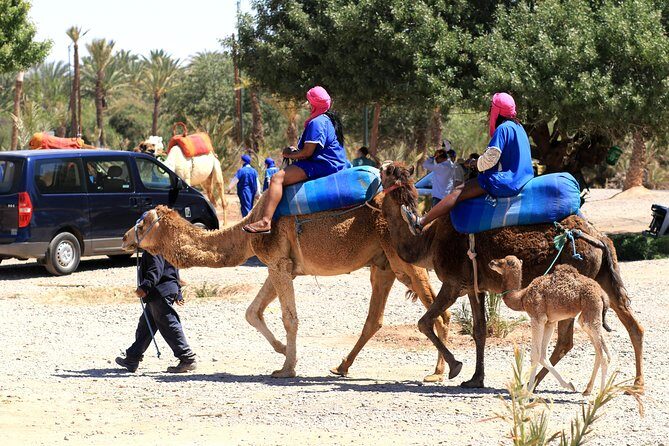 Half-Day Palm grove desert Quad & Camel Tour - Who Will Love This Tour?