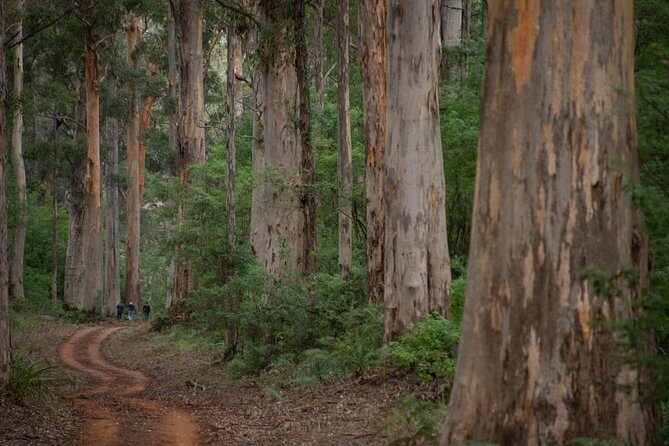 Half-Day Pemberton National Parks Beach and Forest Eco Adventure - Scenic Highlights and Authentic Experiences