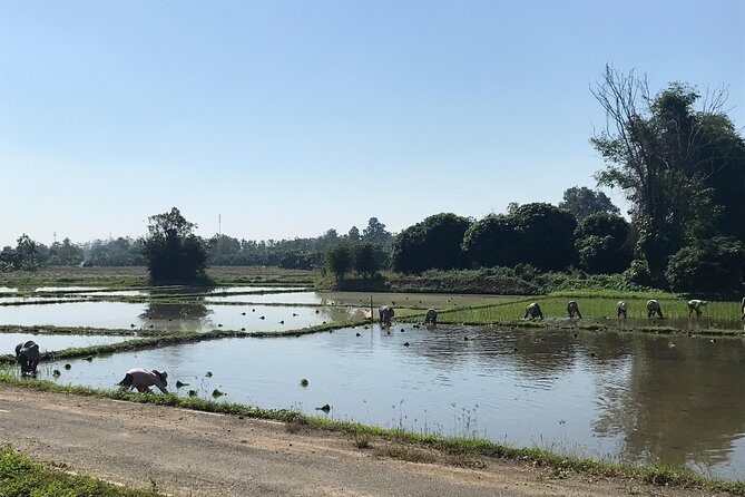 Half-day Ping River and rice paddies E-bike adventure (flat land, GUIDED) - Analyzing the Value for Money