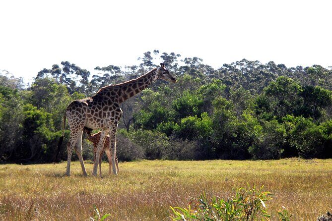 Half-Day Port Elizabeth & Kragga Kamma Reserve - Authentic Encounters and Review Insights