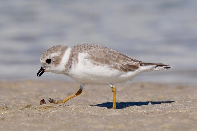 Half-Day Private Bird Tour of Fort De Soto Park in St. Petersburg - 2 person max - An In-Depth Look at the Fort De Soto Birding Experience