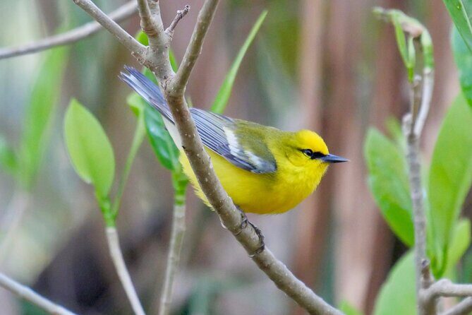Half-Day Private Bird Tour of Fort De Soto Park in St. Petersburg - 2 person max - Frequently Asked Questions