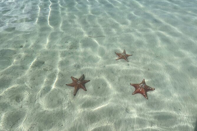 Half Day Private Boat Charter in Grand Cayman - Who Will Love This Tour?
