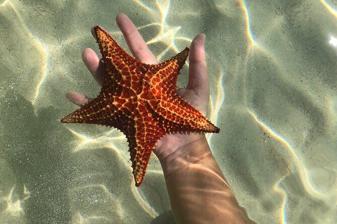 Half Day Private Boat Charter in Grand Cayman - The Sum Up: Why Choose This Tour?