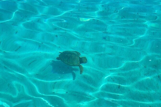 Half Day Private Boat Snorkeling Excursion Moorea - Who Should Book This Tour?