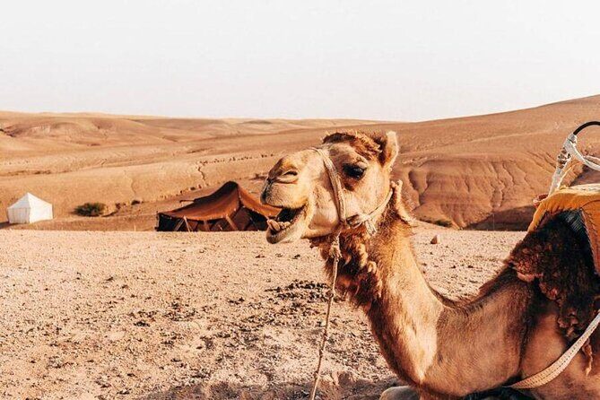 Half-Day Private Camel Riding in Agafay Desert with Pick Up - Key Points