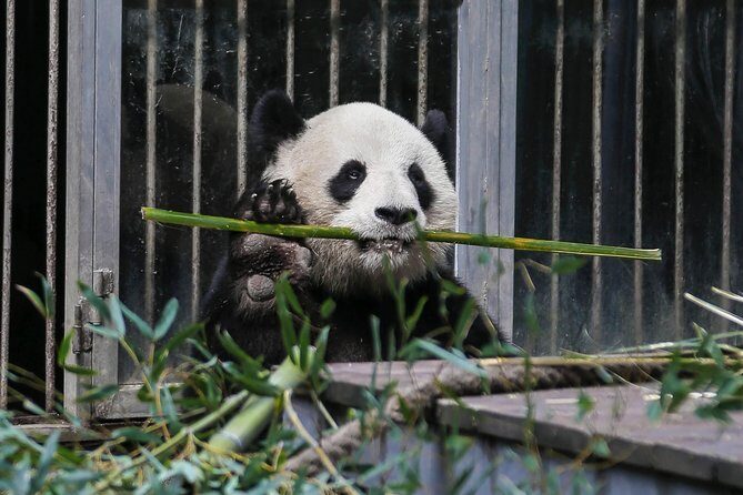 Half Day Private Chengdu Panda Center Layover Tour - Authenticity and Personal Experiences
