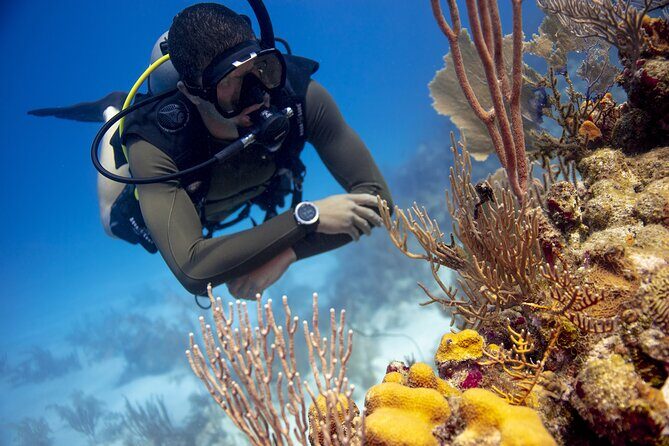 Half-Day Private Discover Dive at Australia's Iconic Beach - A Close Look at the Experience