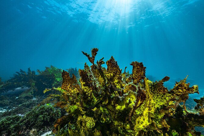 Half-Day Private Discover Dive at Australia's Iconic Beach - Who Should Consider This?