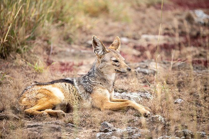 Half-Day Private Guided Safari Tour to Nairobi National Park - Final Thoughts: Is It Worth It?