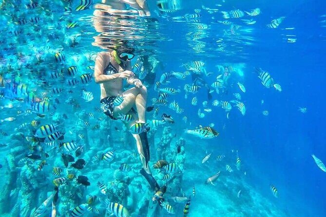 Half-Day Private Guided Snorkeling Turtles Underwater Statues - Key Points