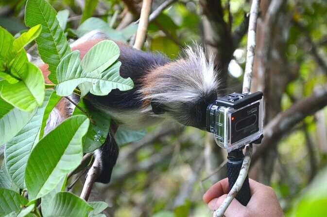 Half-Day Private Jozani Chwaka Bay Forest Tour in Zanzibar - Key Points