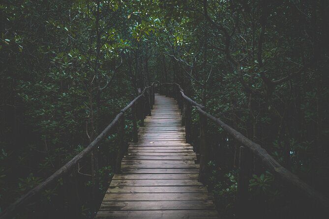 Half-Day Private Jozani Chwaka Bay Forest Tour in Zanzibar - The Itinerary Breakdown
