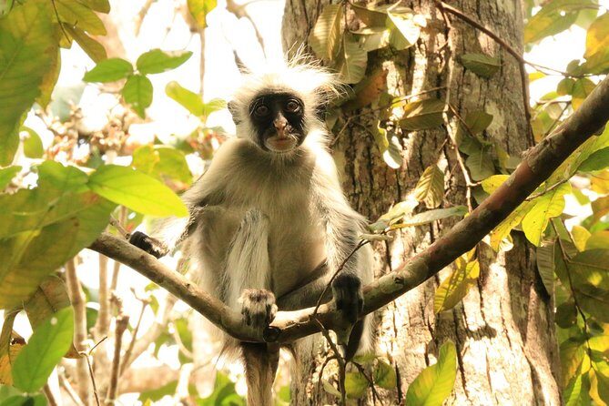 Half-Day Private Jozani Chwaka Bay Forest Tour in Zanzibar - Who Would Love This Tour?