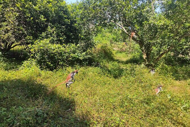 Half-Day Private Jozani Chwaka Bay Forest Tour in Zanzibar - Final Thoughts: Is It Worth It?