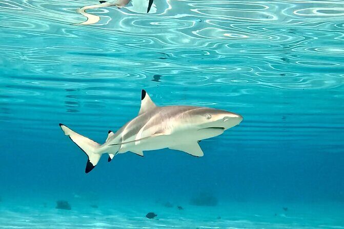 Half Day / Private Lagoon Adventure in Mo'orea - Final Thoughts: Who Is This Tour Perfect For?